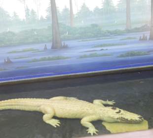 Albinoalligator