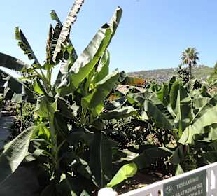 Alanya plantacja bananów