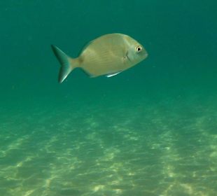 Meine schönste Aufnahme (Wassertiefe ca. 1,20m)