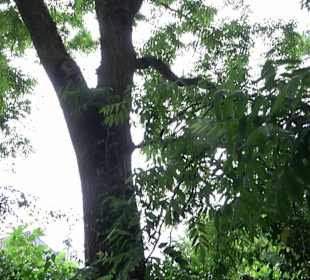 Baumlehrpfad Glacis Park