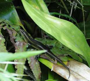 Poring Hot Springs - Schmetterlingsgarten