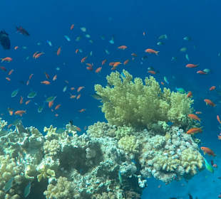 Schnorcheln Sharm el Sheikh