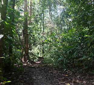 Krajobraz Taman Negara