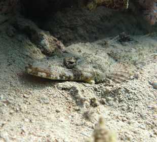 Schnorcheln Makadi Bay