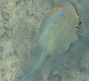 Täglicher Besucher. Hotel Bel Air Azur Resort