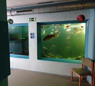 Blick auf die Becken des Aquariums