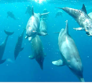 Schnorcheln Makadi Bay