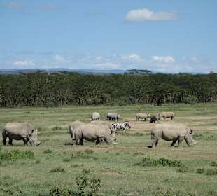 Nashörner im Lake Nakaru Nationalpark 