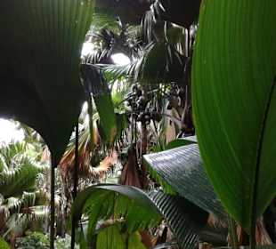 Dichter Urwaldbewuchs