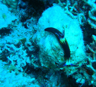 Sondern auch "Schnecken"