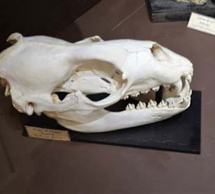 Exponate des Muséum d'histoire naturelle