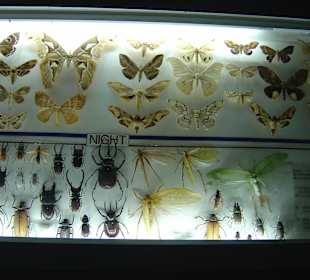Butterfly Farm