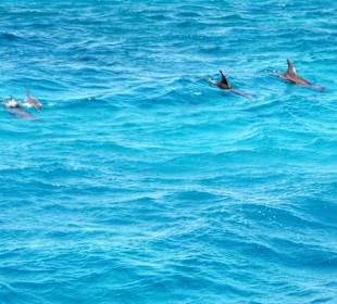 Delfine in Sicht