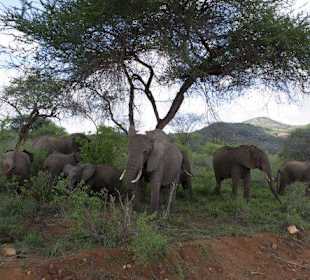 Elefanten - Tsavo West Nationalpark