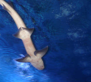 Röhren Aquarium Antalya 