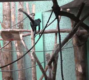 Tierpark Hellabrunn - Welt der Affen