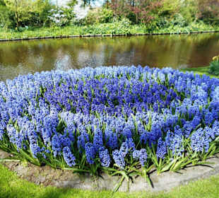 Blumenpracht im Keukenhof