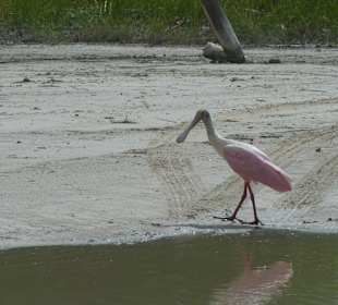 Ein Löffelreiher - mitten auf der Insel
