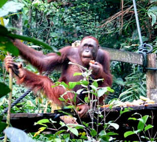 Orangutas