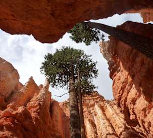 Bryce Canyon N.P.