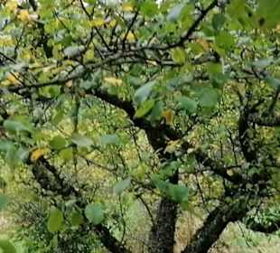 Schaugarten Eninger Weide