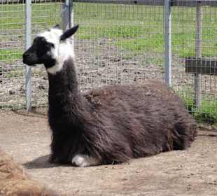 Alpaka