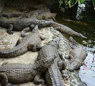 Vanille Crocodile Park
