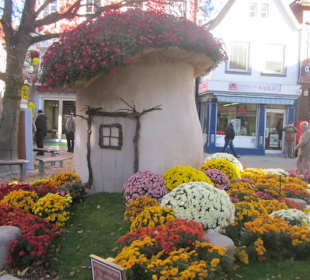 Chrysanthema Lahr