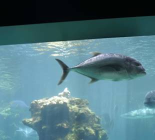 Im Aquarium unterwegs