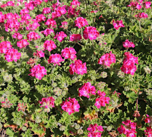 Pigeon Point Lighthouse