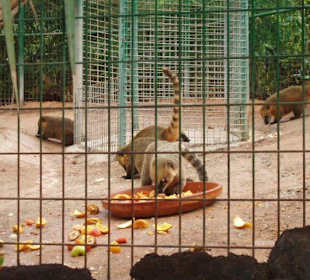 Nasenbären beim Fressen
