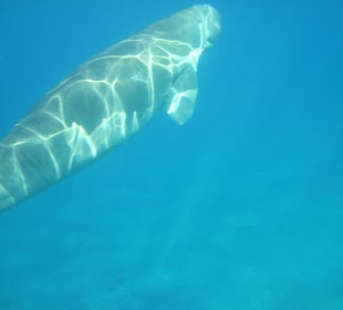 Schnorcheln Marsa Alam