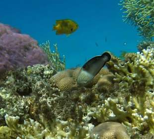 Riff am Robinson-Club