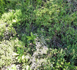 Aussichtspunkt Knysna