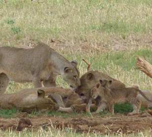 Löwenfamilie beim Spielen
