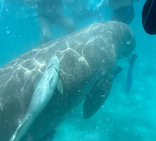 Tauchen Samaya Hausriff Marsa Alam