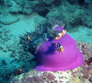 Tauchen bei den Similans