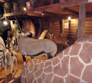 In der "Arche Noah" des Naturkundemuseums