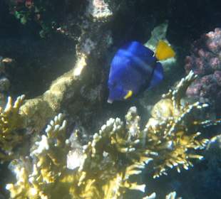 Unter-Wasser-Vielfalt