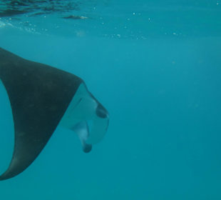 Manta Ray