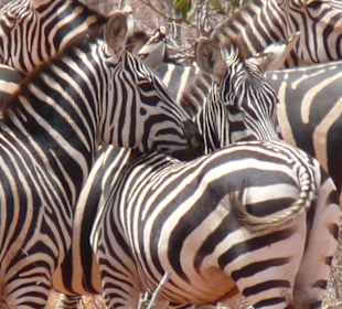 Zebras in Tsavo Ost