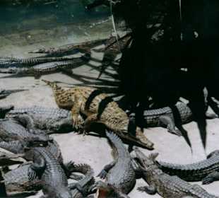 Krokodile im Haller Park Mombasa