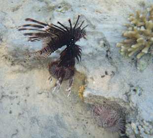 Tolle Fischwelt im Hausriff