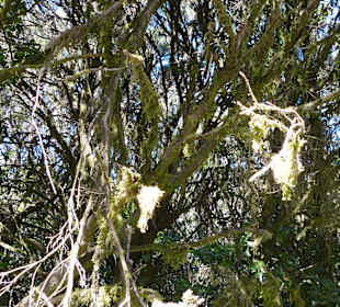 Parque Nacional de Garajonay