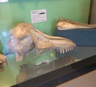 Naturhistorisches Museum