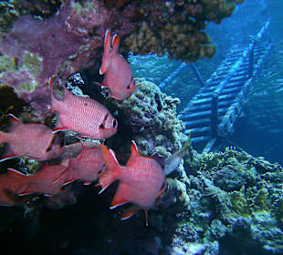 Hasuriff Akassia, tolle, intakte Unterwasserwelt