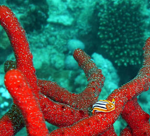 Pyjama-Nacktschnecke