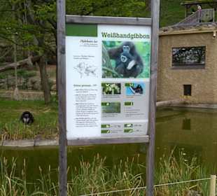 Eurasienbereich - Weißhandgibbon