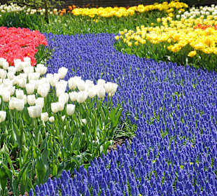 Парк Кекенхоф в Голандии