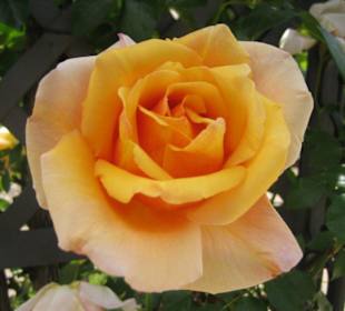 Rosengarten im Campo del Moro